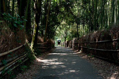 天龍寺-野々宮神社間の竹林道