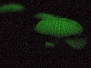 シャイニング・キノコ シャイニング・キノコ