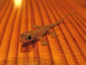 ヤモリの赤ちゃん ヤモリの赤ちゃん