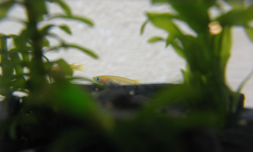 これはtwitterには出番のない稚魚 これはtwitterには出番のない稚魚