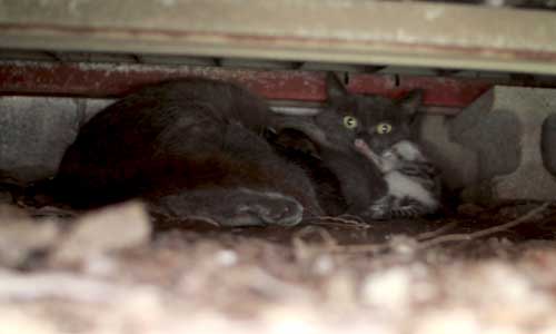 甘える子猫とそれどころでない母猫