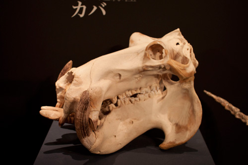 カバの頭骨 カバの頭骨